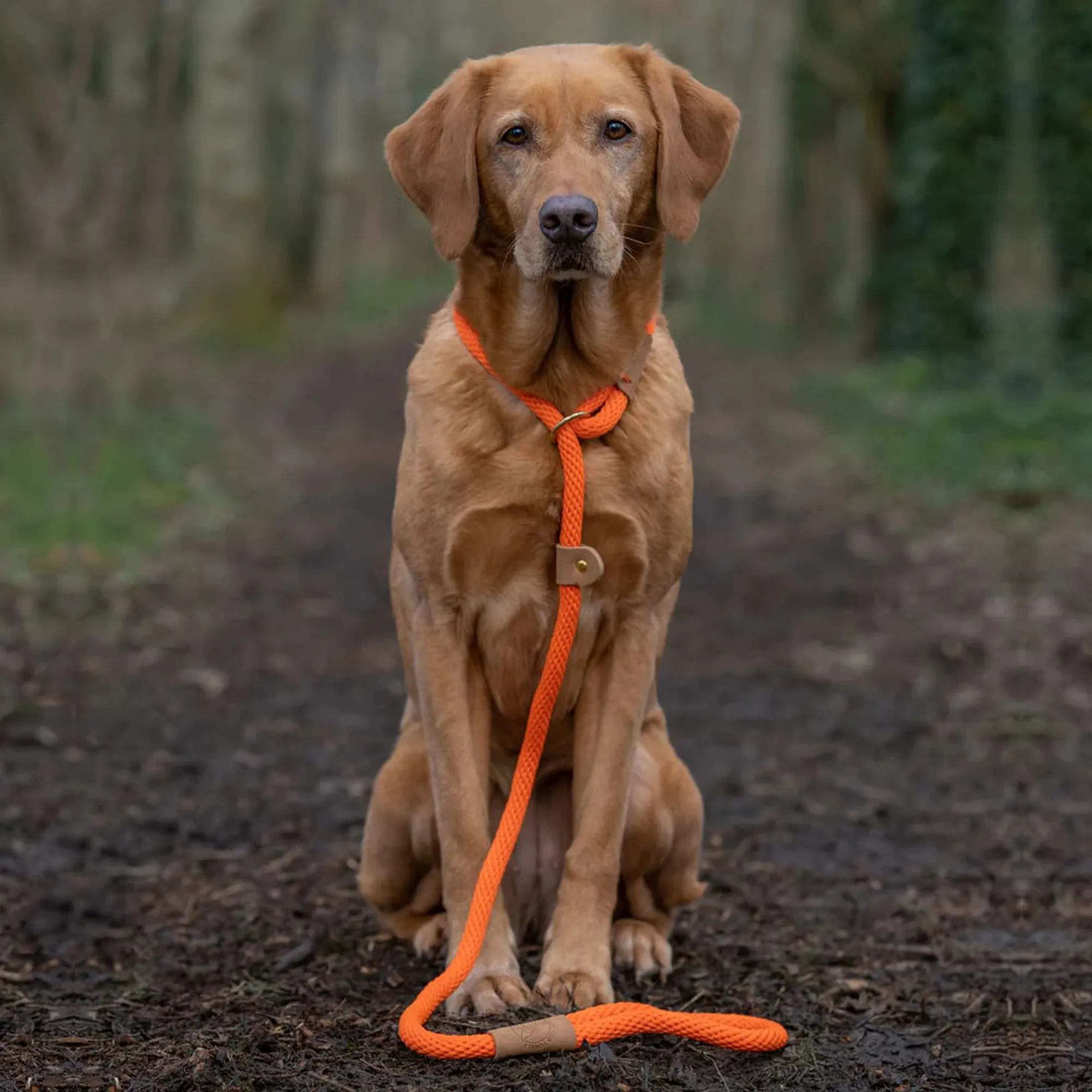 Ruff and Tumble Slip Dog Lead
